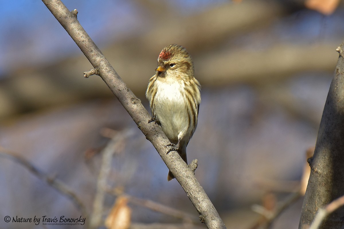 Common Redpoll - ML385927711