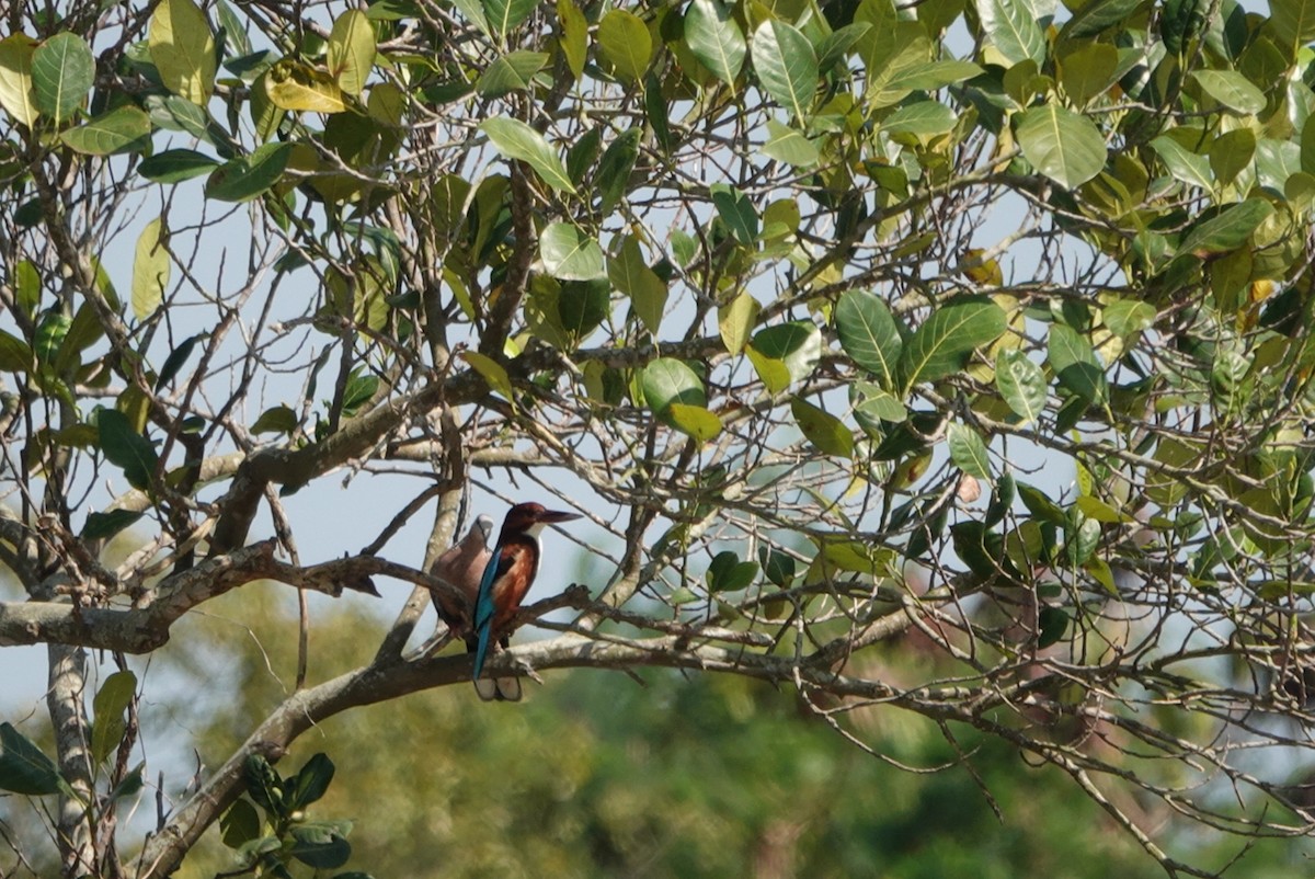 White-throated Kingfisher - ML385928401