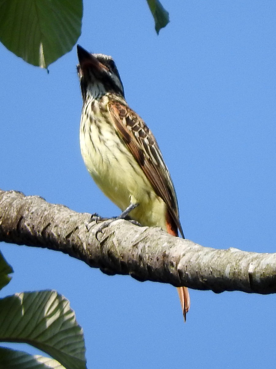 Sulphur-bellied Flycatcher - ML385928511