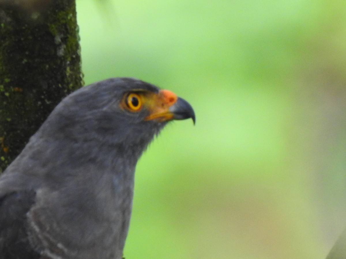 Roadside Hawk - ML385928791