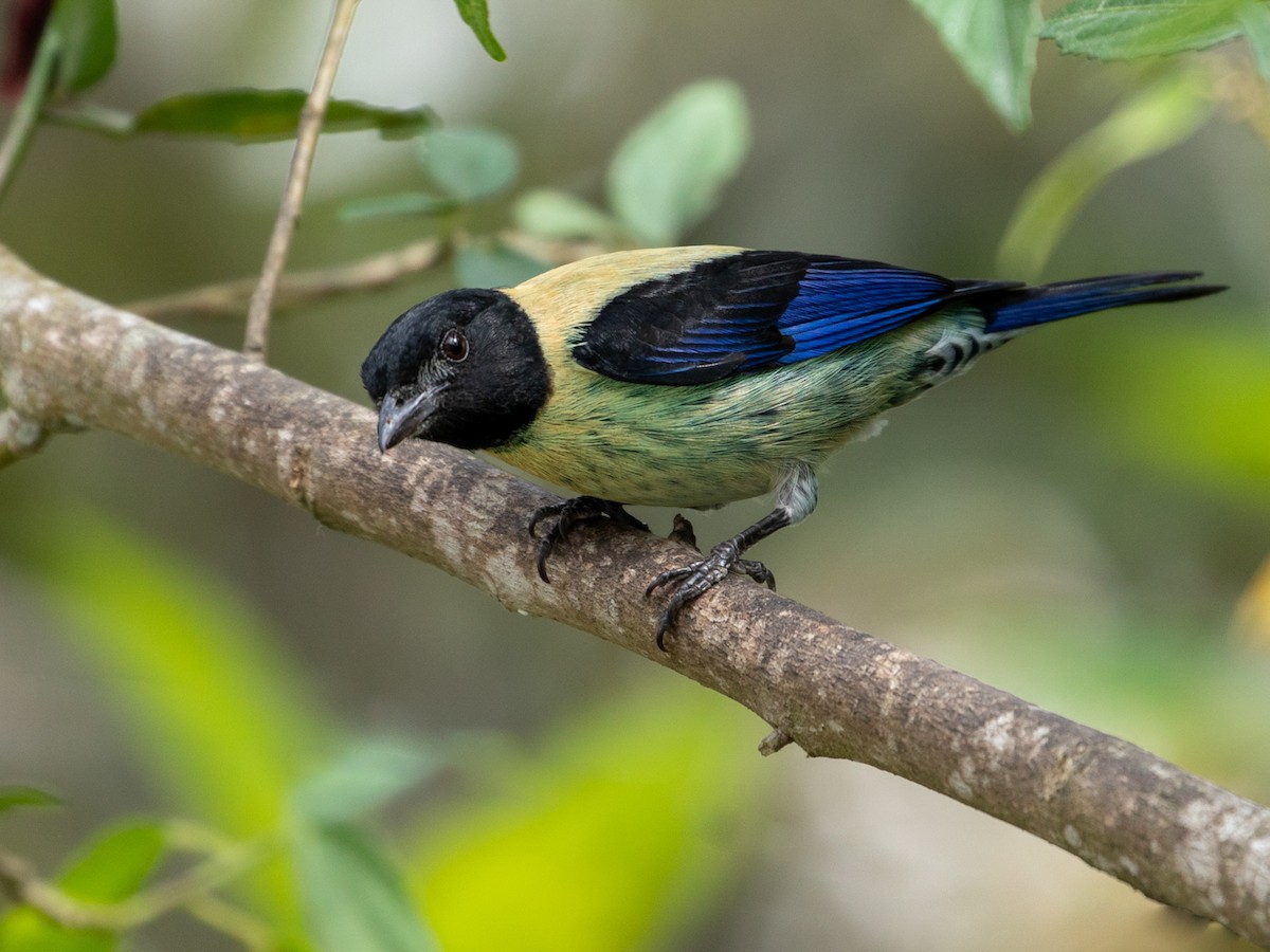 Black-headed Tanager - Stilpnia cyanoptera - Birds of the World