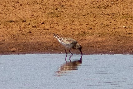 Weißbürzel-Strandläufer - ML385930231