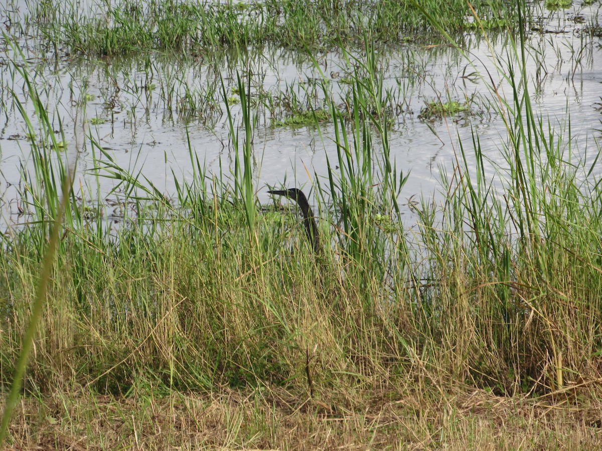 Bare-throated Tiger-Heron - Caitie Wiechman