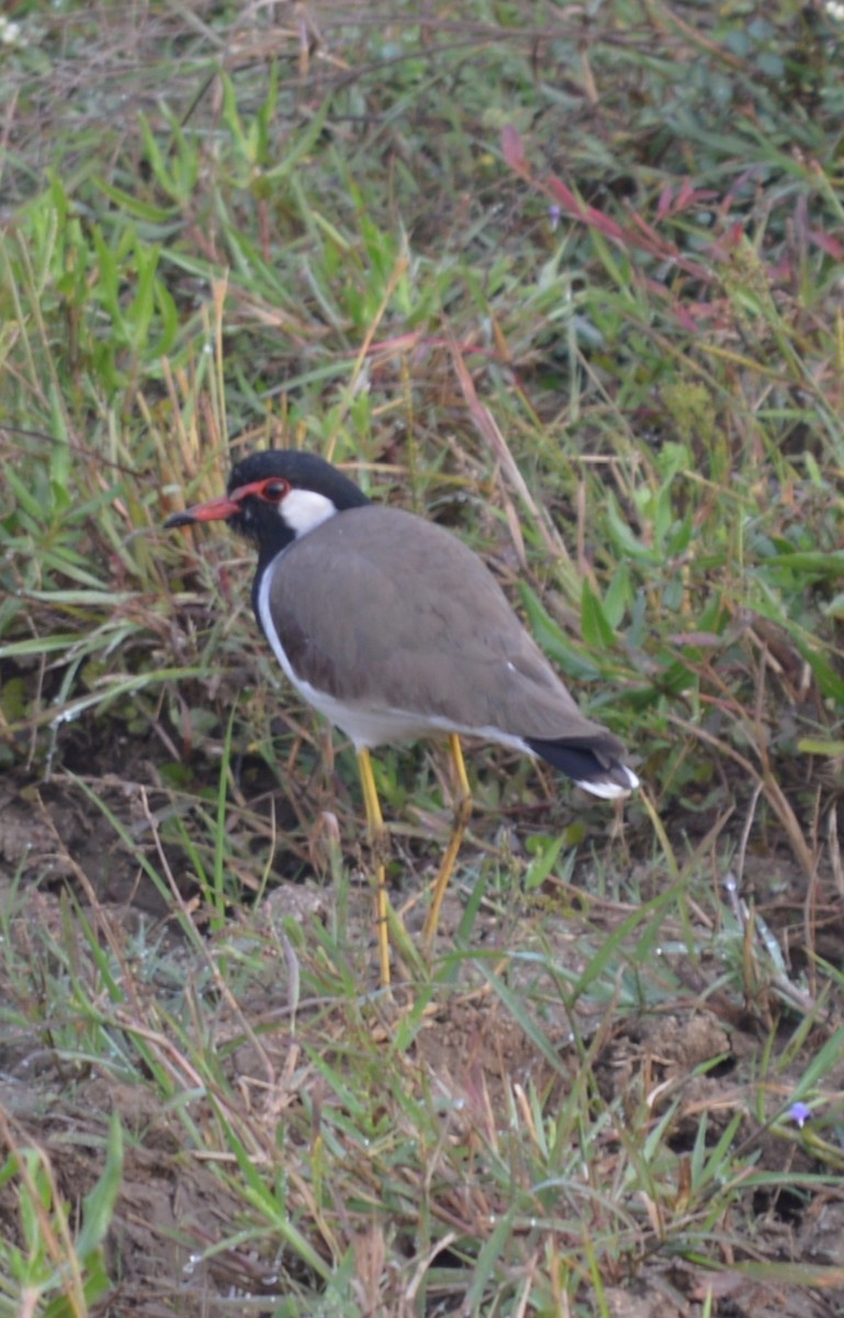 Red-wattled Lapwing - Dr Surendra Azad