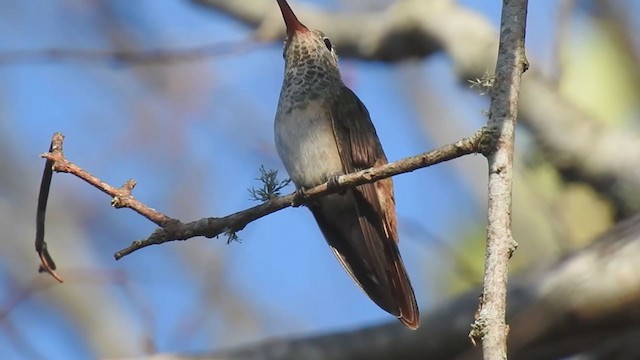 Buff-bellied Hummingbird - ML385931231