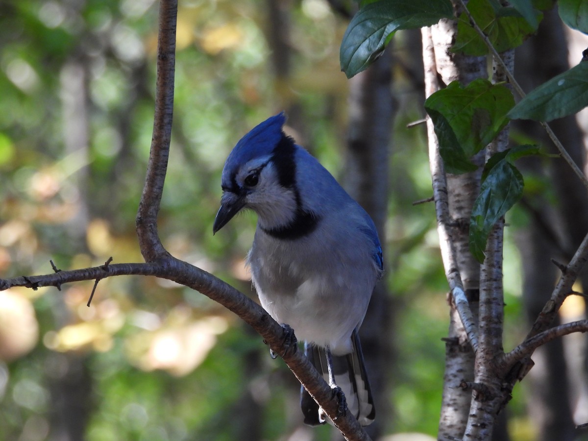 Blue Jay - Lillian G