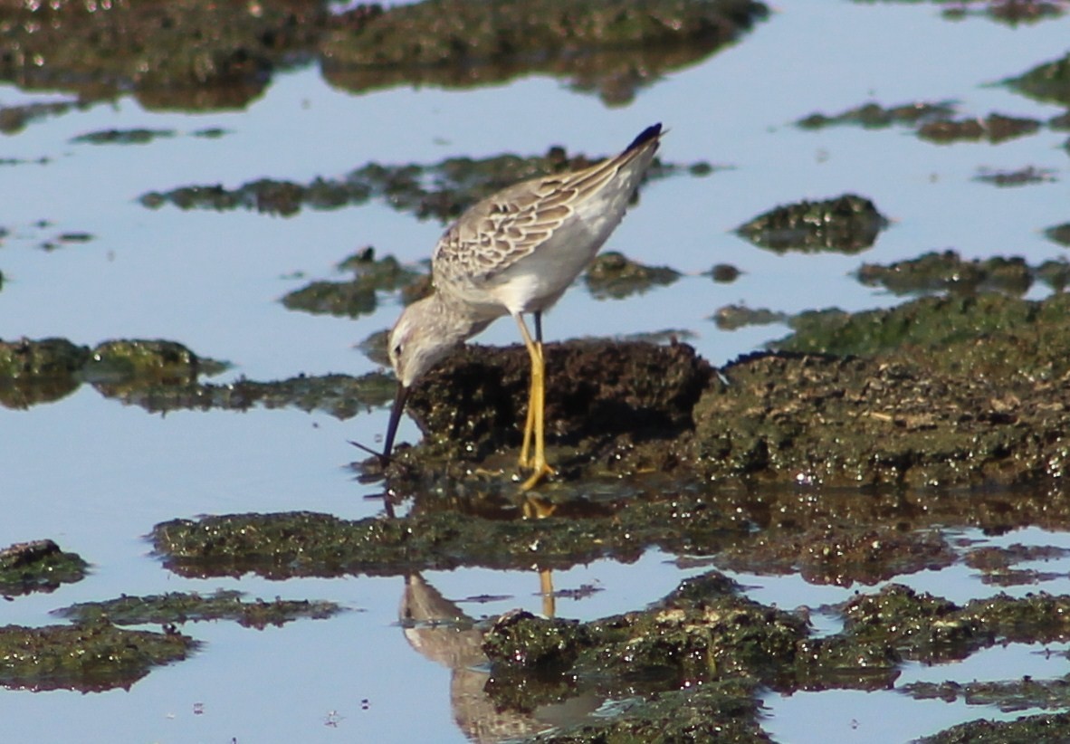 Stilt Sandpiper - ML385933091