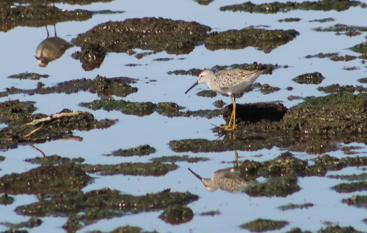 Stilt Sandpiper - ML385933101