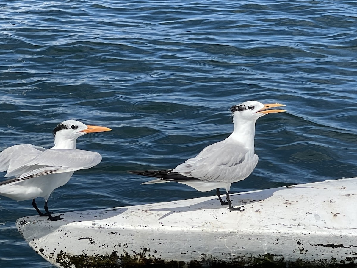 Royal Tern - ML385934621