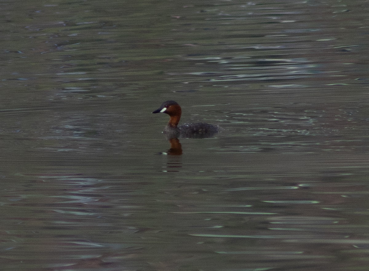 Little Grebe (Tricolored) - ML385935411