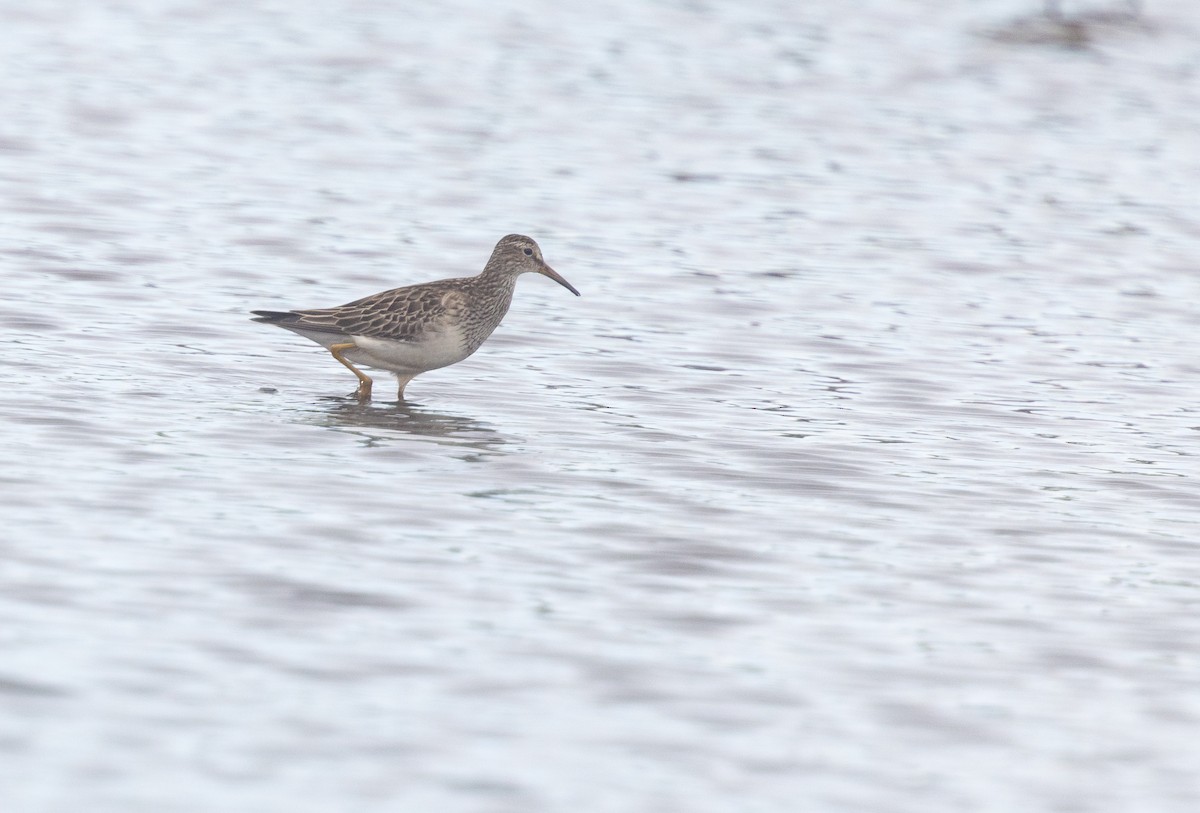 Graubrust-Strandläufer - ML385937491