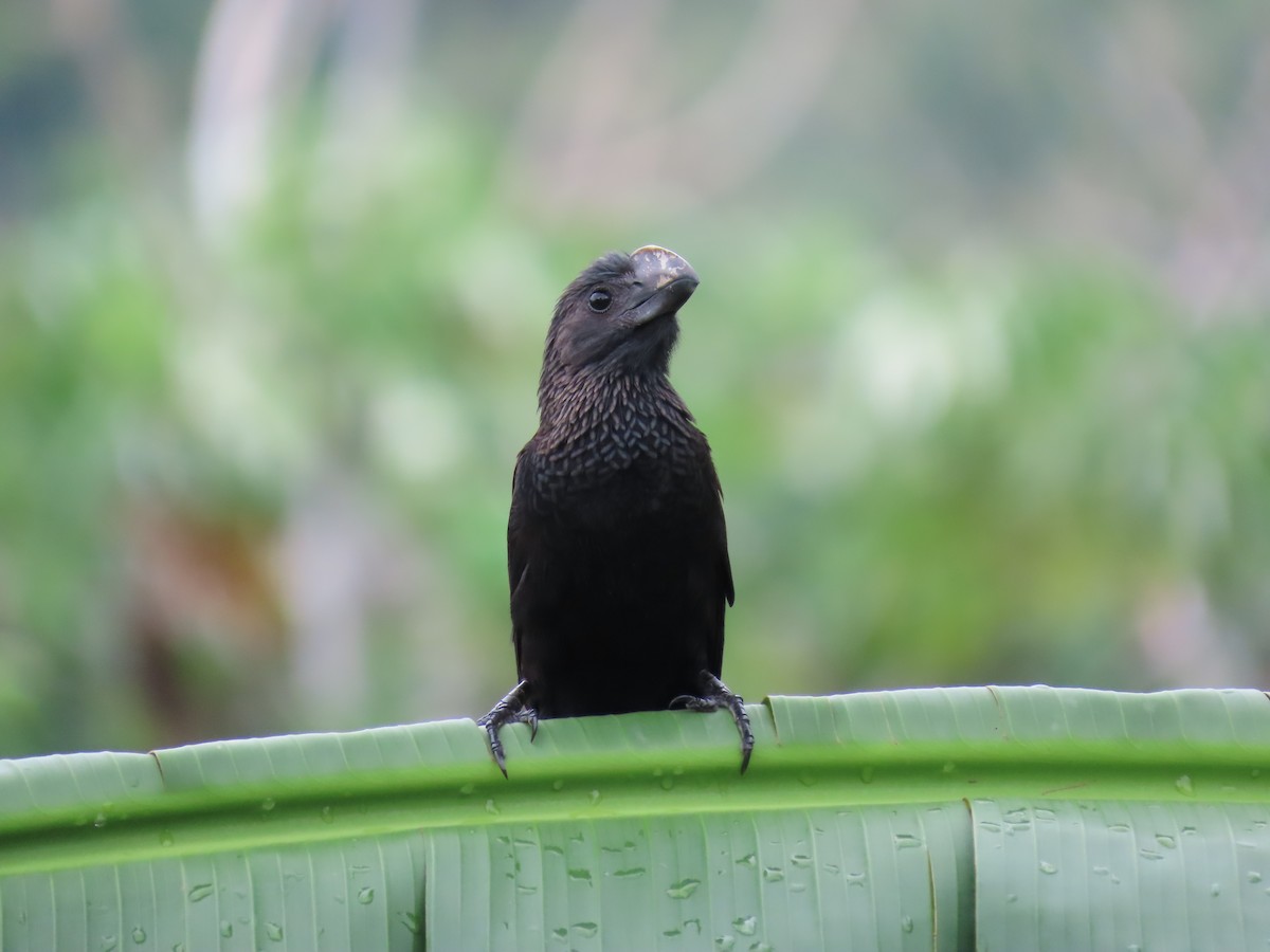 Smooth-billed Ani - ML385937821