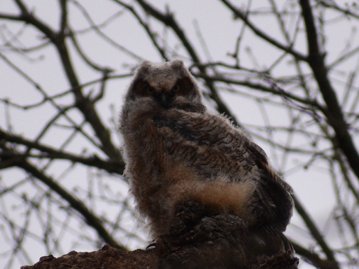 Great Horned Owl - ML385938011