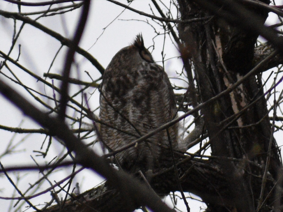 Great Horned Owl - ML385938061