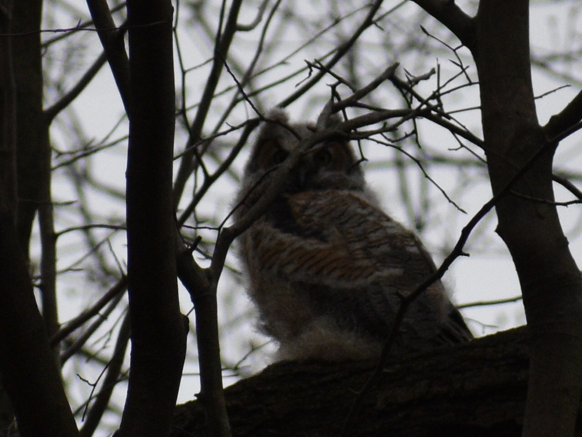 Great Horned Owl - ML385938081