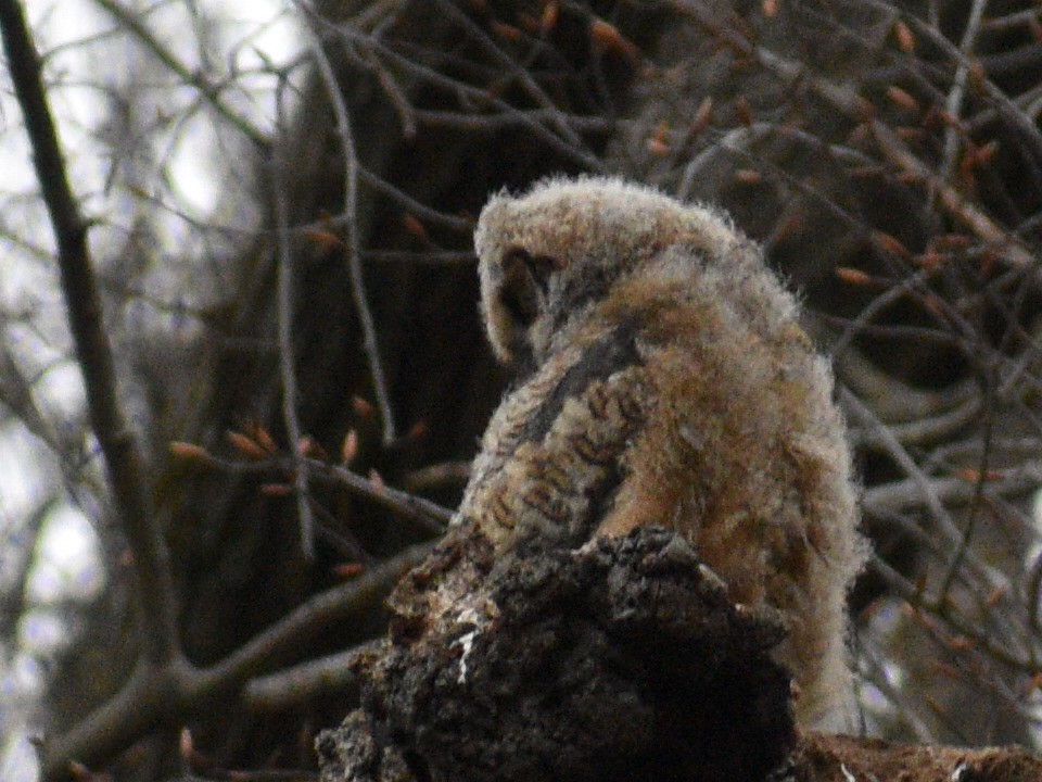 Great Horned Owl - ML385938111