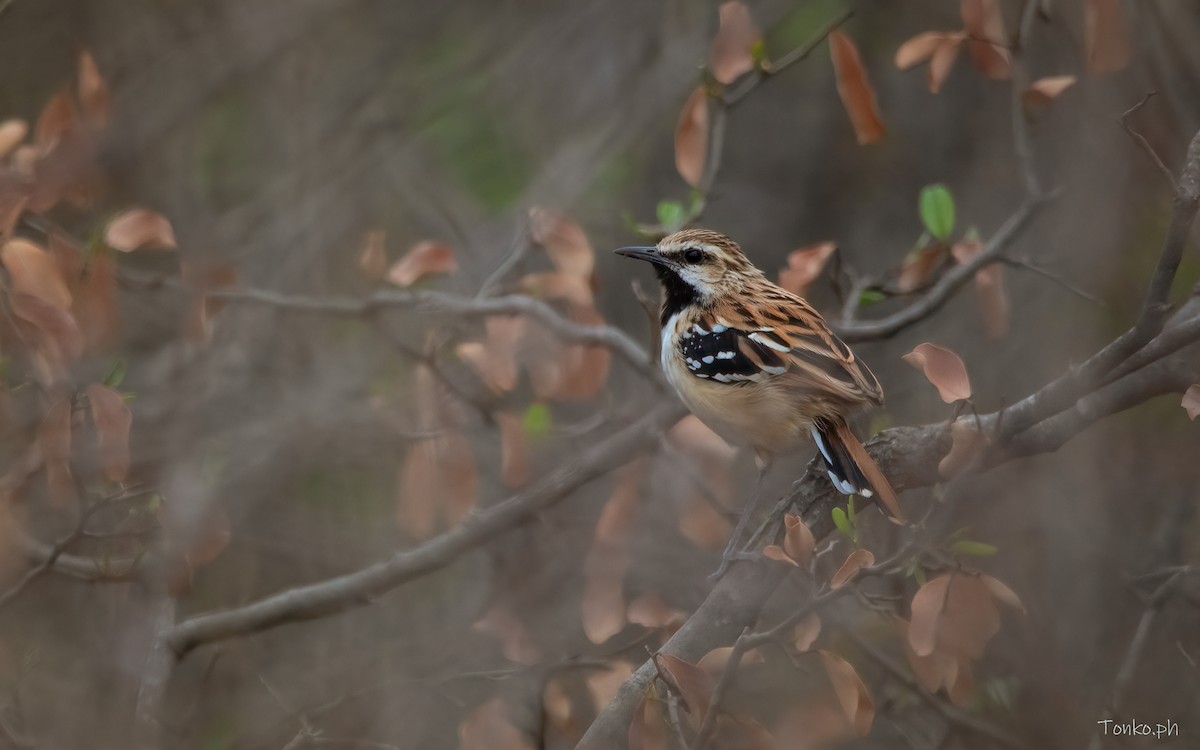 Stripe-backed Antbird - ML385939501