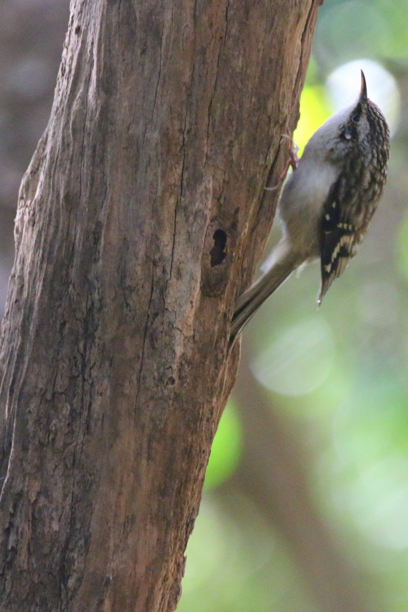 Brown Creeper - Devin Griffiths