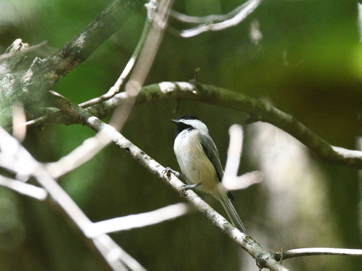 Carolina Chickadee - ML385941401