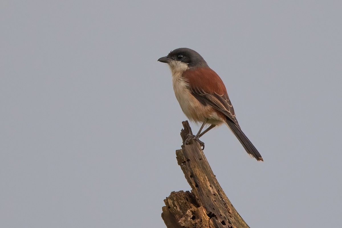 Burmese Shrike - ML385941911