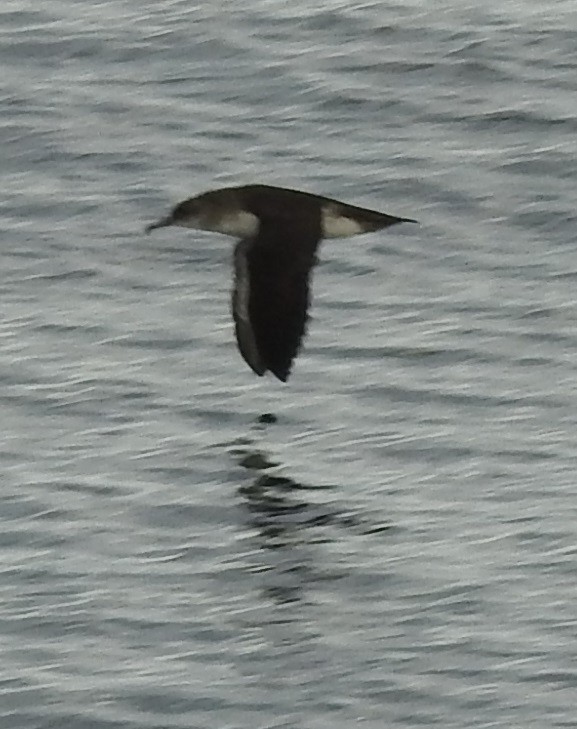 Black-vented Shearwater - David Plotkin