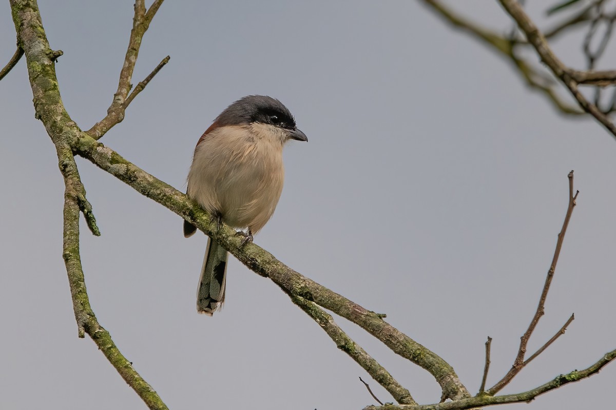 Burmese Shrike - ML385942101