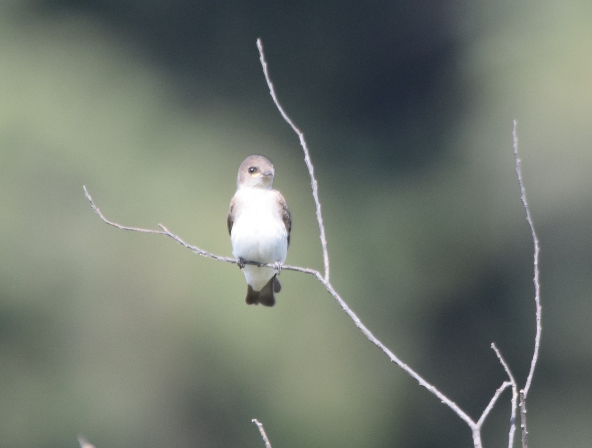 Northern Rough-winged Swallow - ML385942881