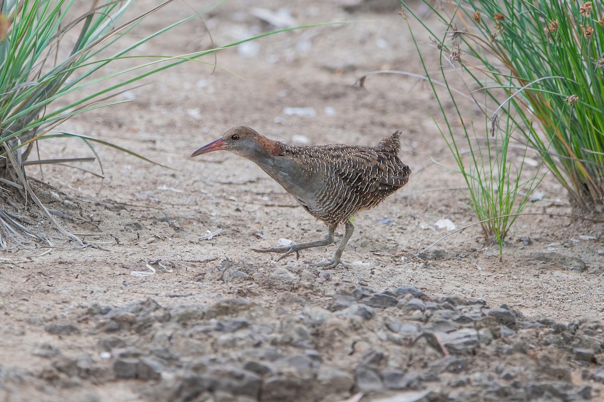 Slaty-breasted Rail - ML385946151