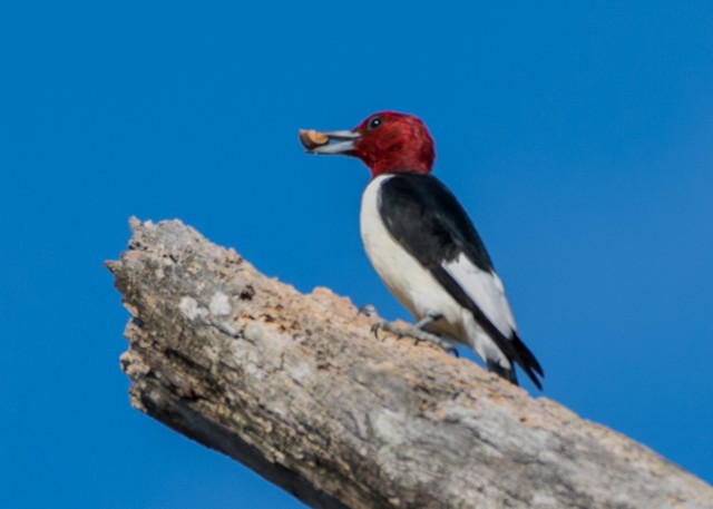 Red-headed Woodpecker - Ed Bremer