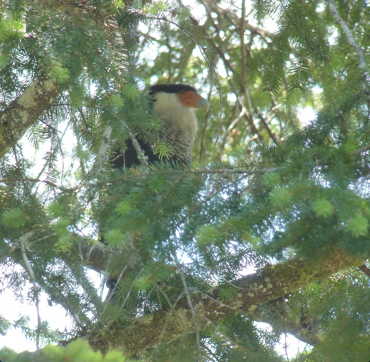 Caracara huppé - ML385947411