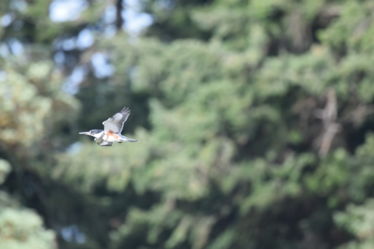 Belted Kingfisher - ML385947621