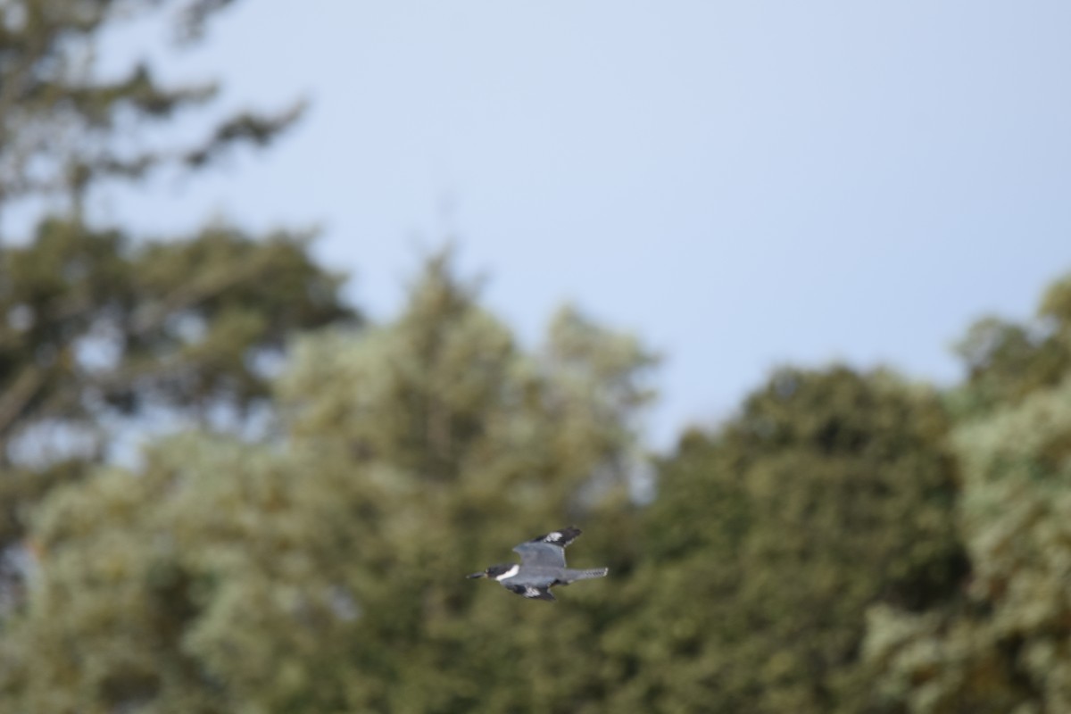 Belted Kingfisher - ML385947631