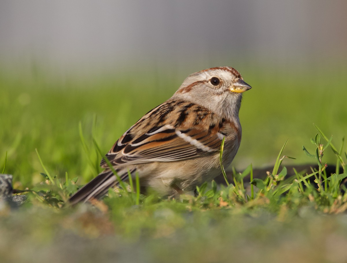 American Tree Sparrow - ML385947711