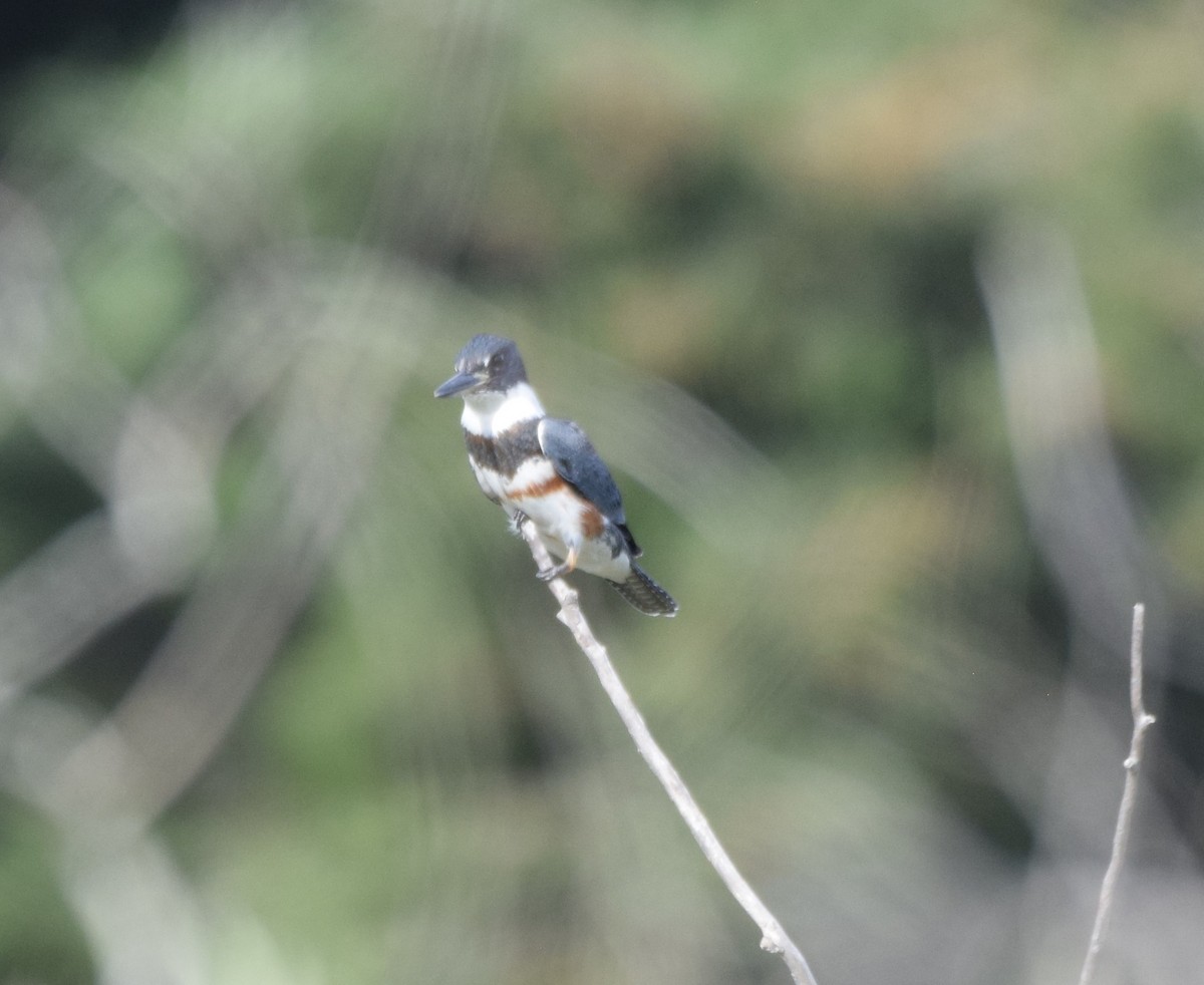 Belted Kingfisher - ML385947971