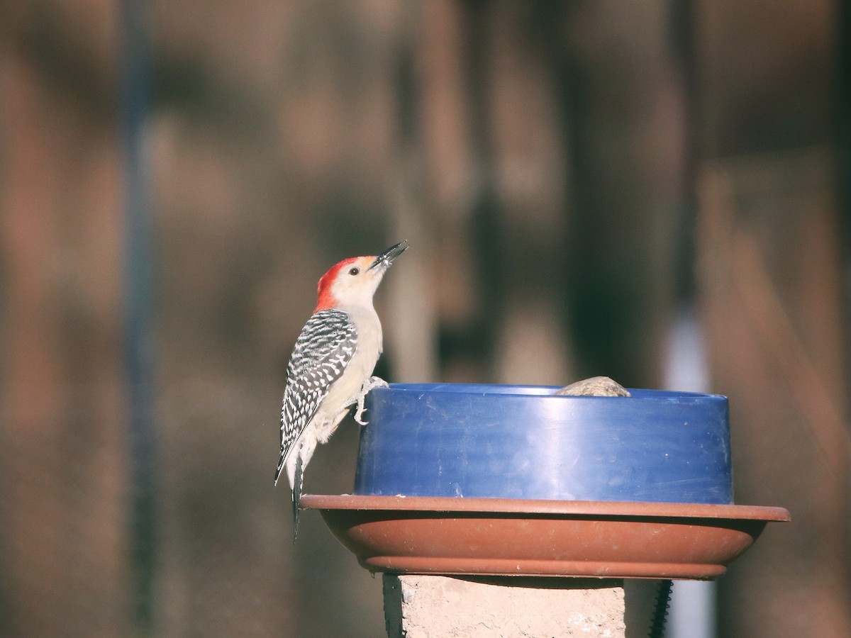 Red-bellied Woodpecker - ML385948041