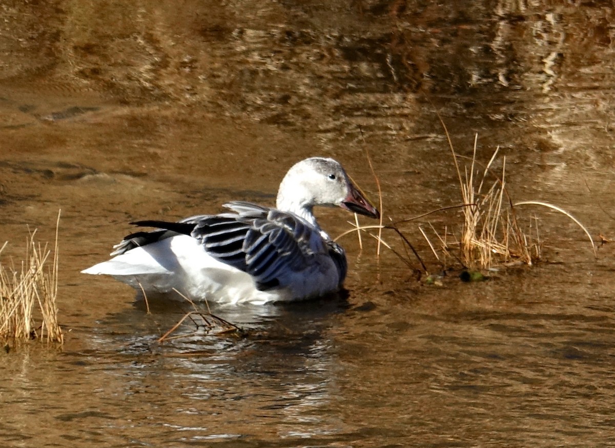 Snow Goose - ML385949191