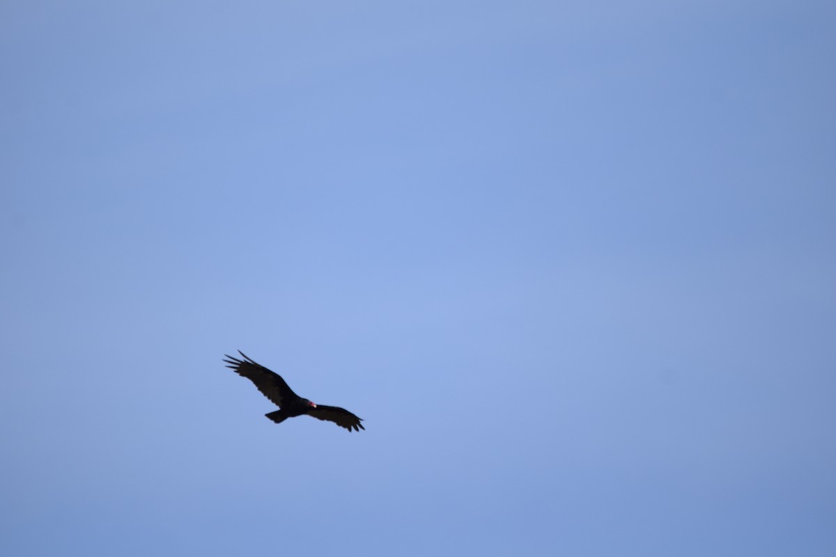 Turkey Vulture - ML385949901