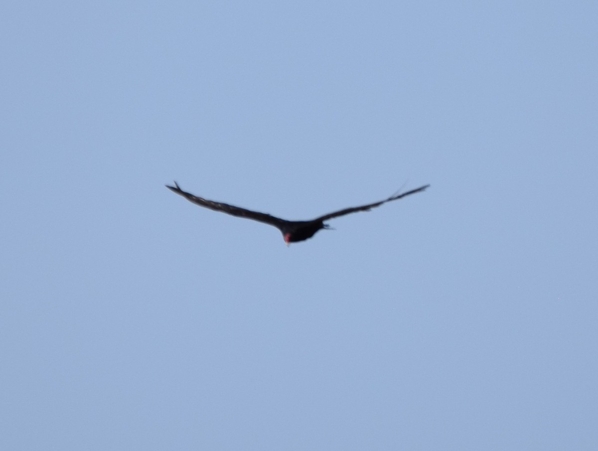 Turkey Vulture - ML385950051