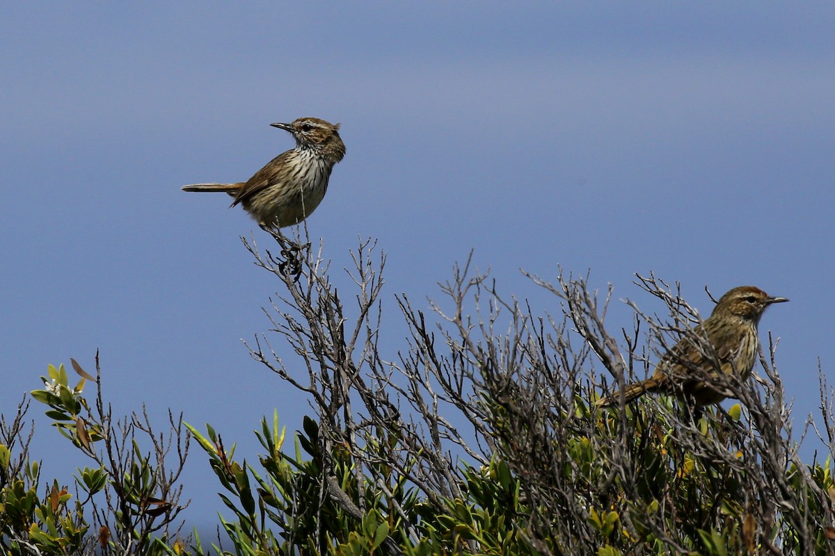 Rufous Fieldwren - Micha Jackson