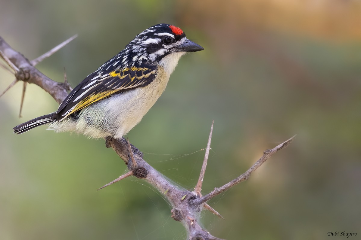 Northern Red-fronted Tinkerbird - Dubi Shapiro