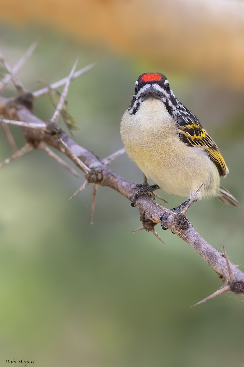 Red-fronted Tinkerbird - ML385953041