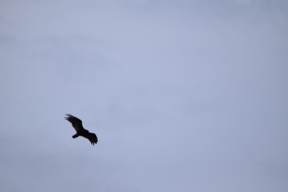 Common Raven - ML385953611