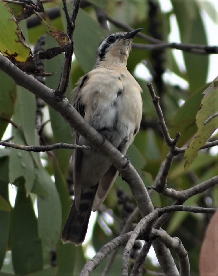 Black-eared Cuckoo - Peter Brown