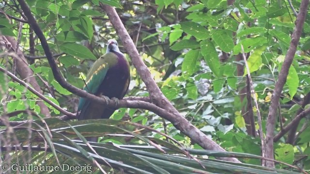 Wompoo Fruit-Dove - ML385954791