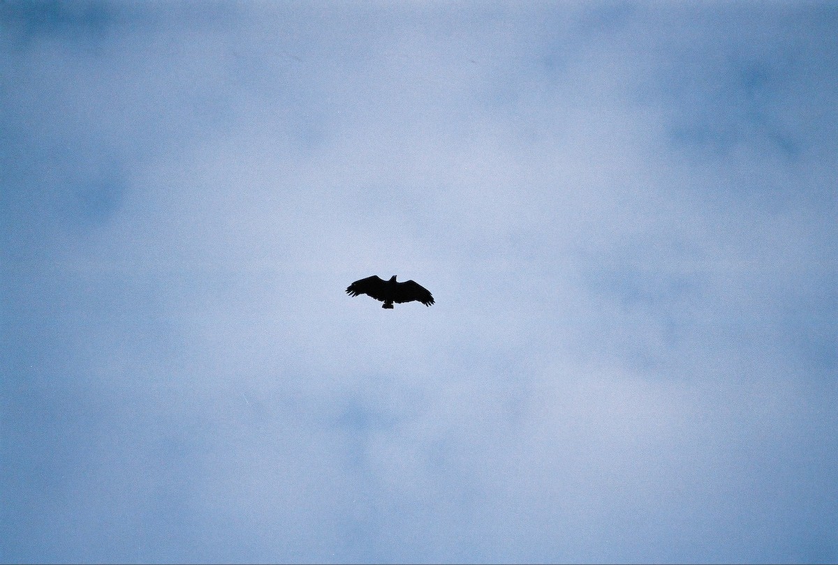 Solitary Eagle - ML38595491