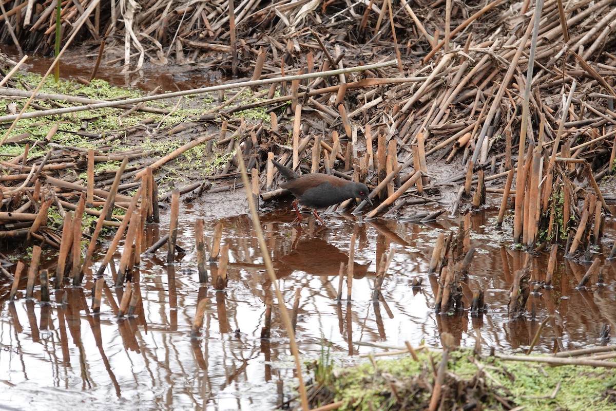 Spotless Crake - ML385955521