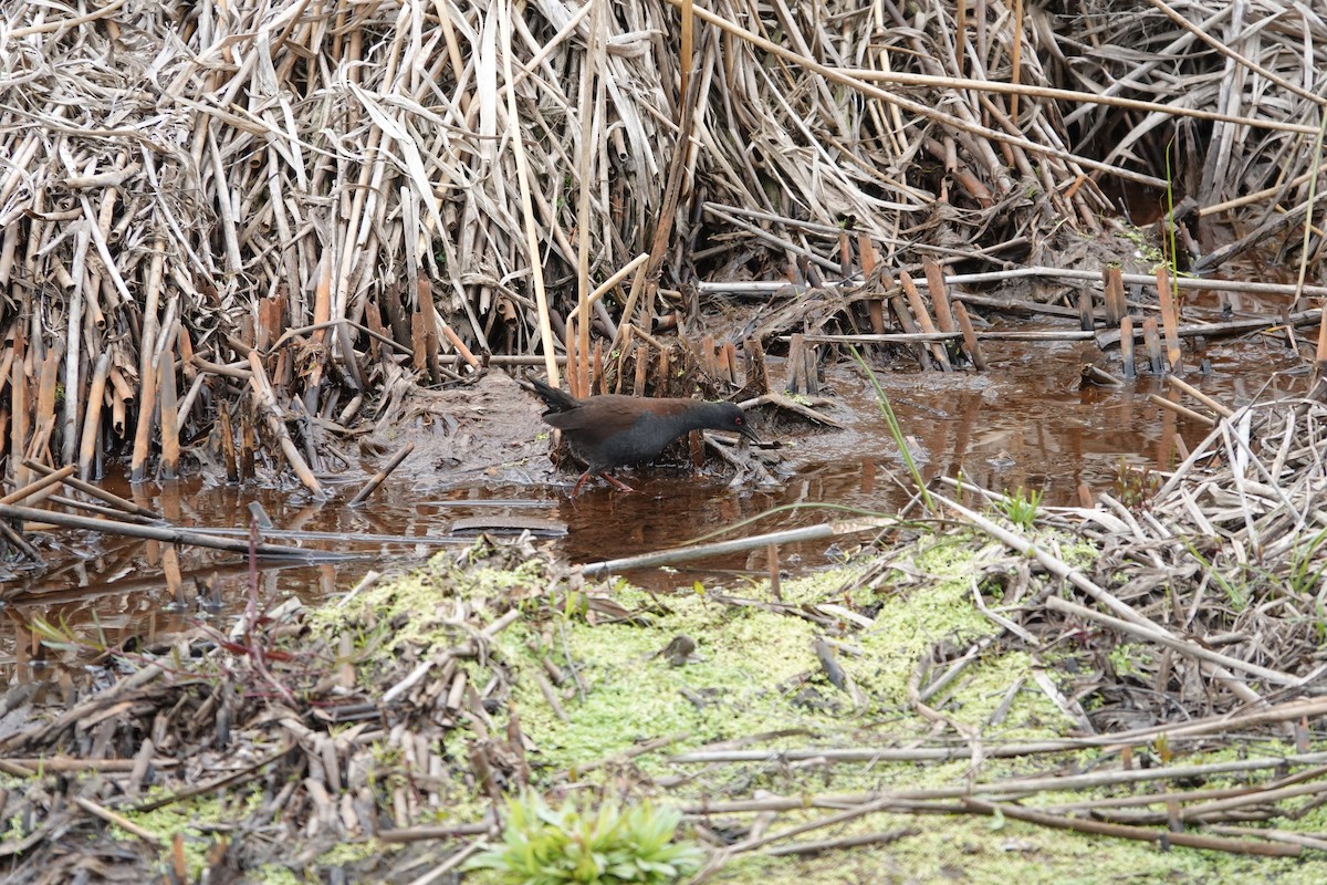 Spotless Crake - ML385955541