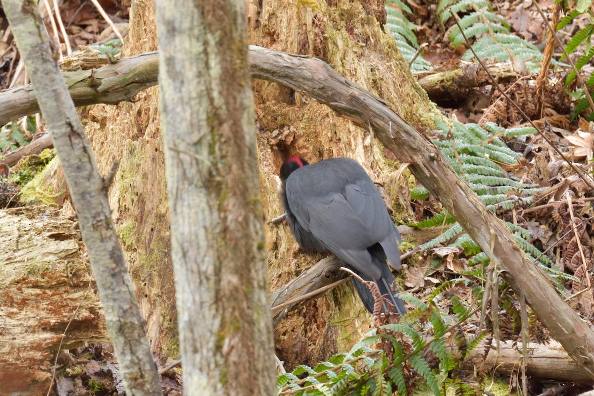 Black Woodpecker - ML385955751