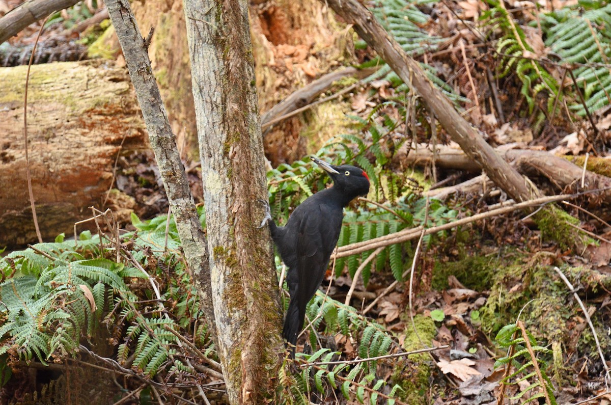 Black Woodpecker - ML385955771