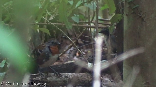 Australian Logrunner - ML385956031